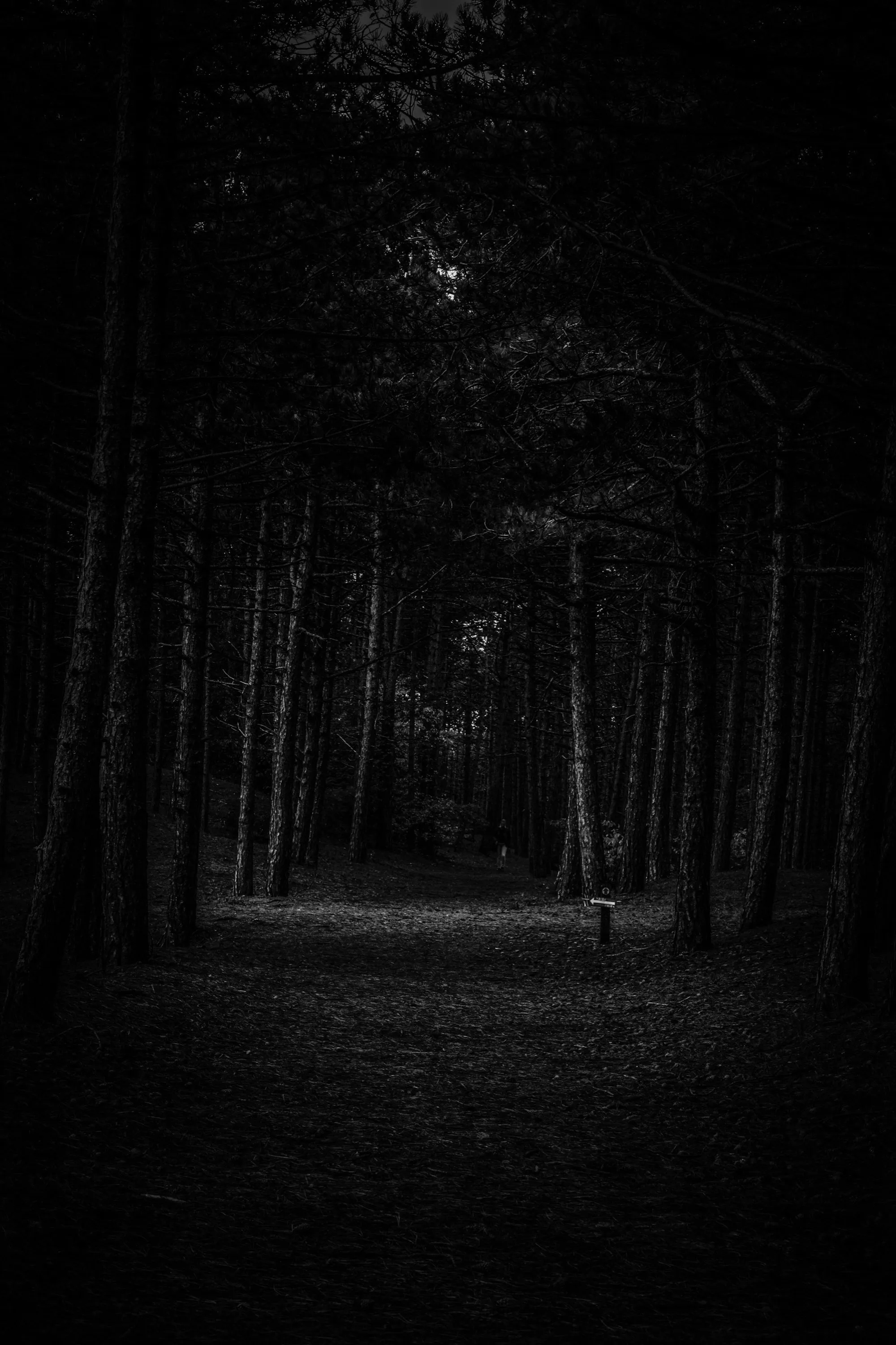 A single distant light in a dark forest