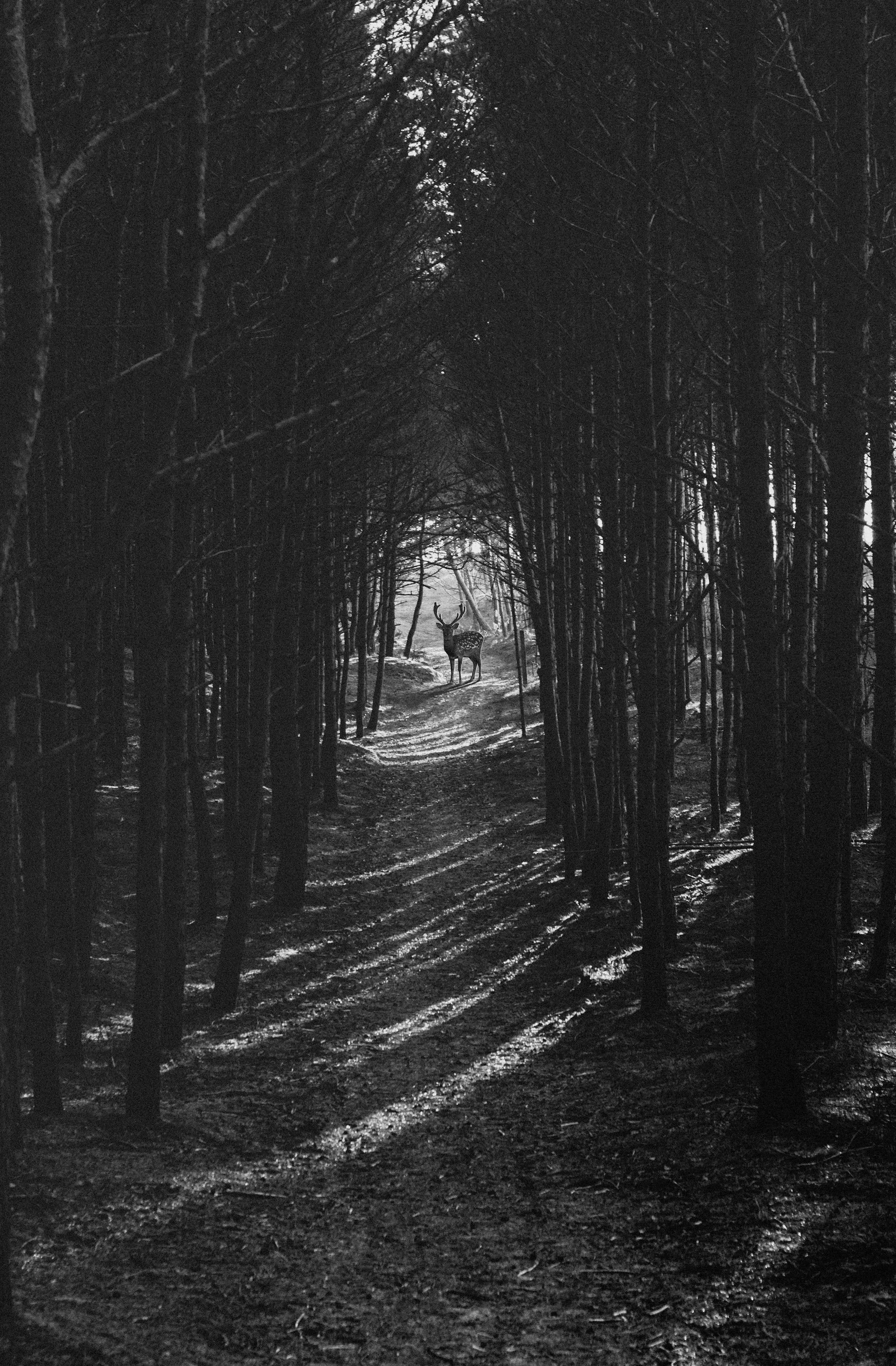 A misty dark forest path